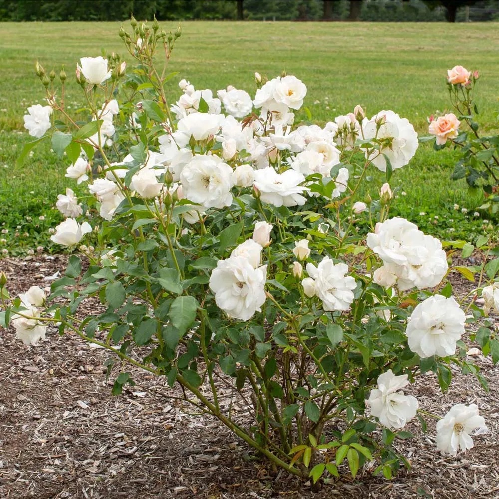 Iceberg Rose