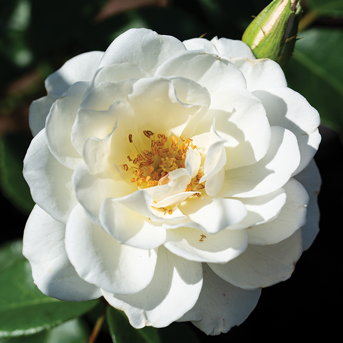 Iceberg Rose