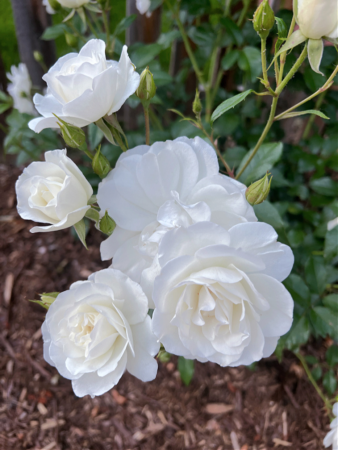 Iceberg Rose