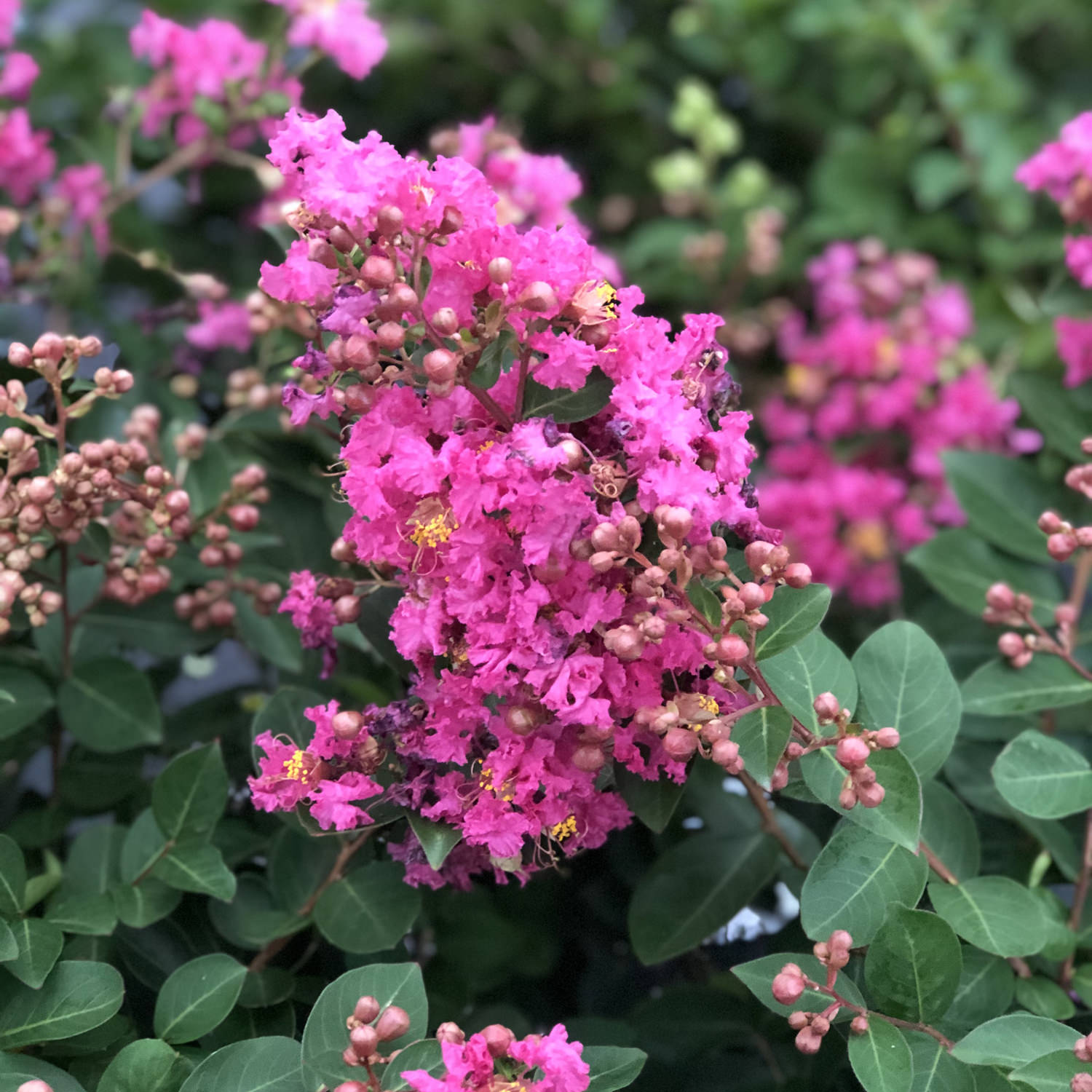 Infinitini Brite Pink Crepemyrtle - Click Image to Close