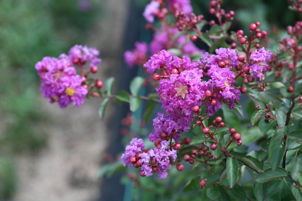 Infinitini Purple Crepemyrtle - Click Image to Close