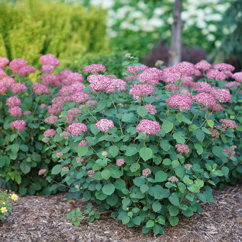 Invincibelle Ruby Hydrangea