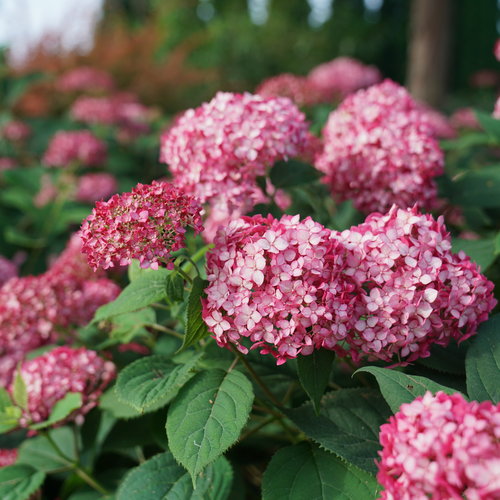 Invincibelle Ruby Hydrangea