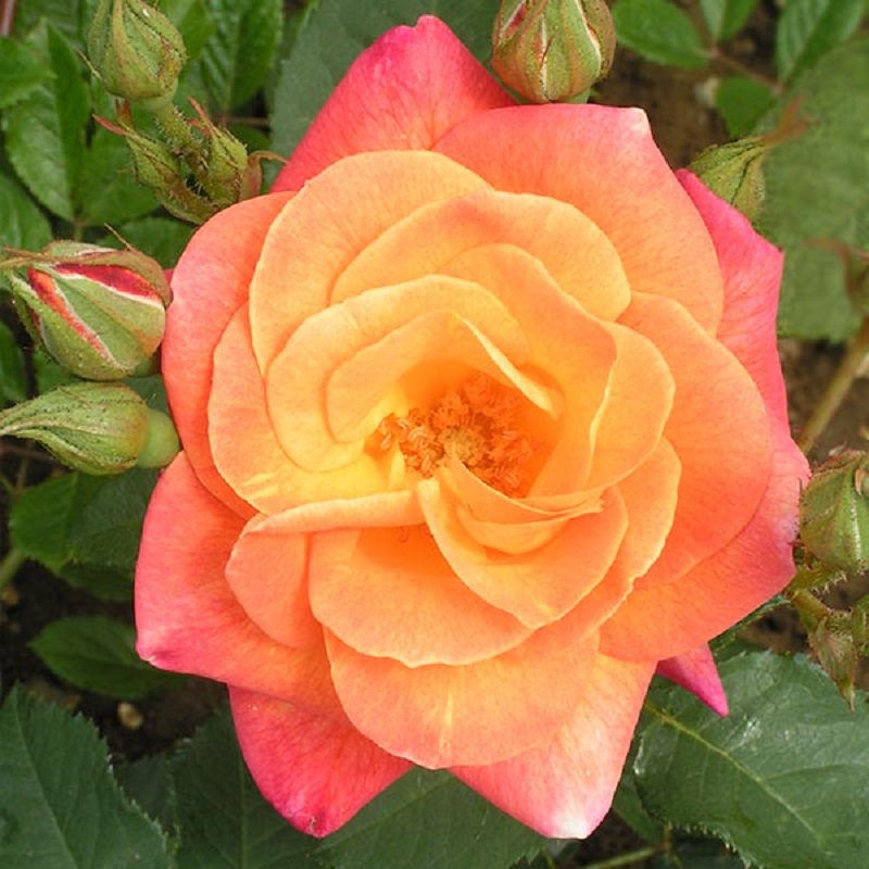 'Joseph's Coat' Climbing Rose - Click Image to Close