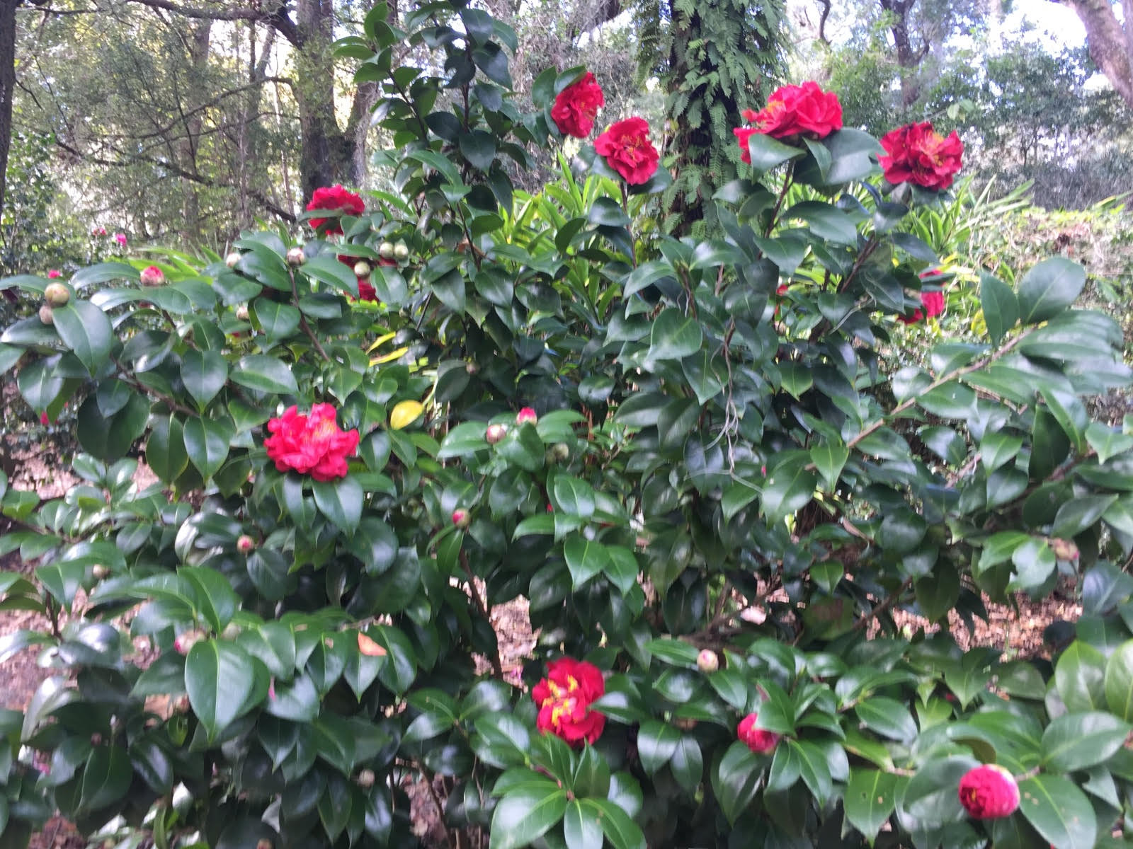 'Lady Clare' Camellia