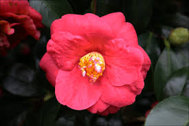 'Lady Clare' Camellia - Click Image to Close
