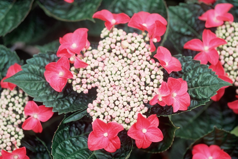 'Lady in Red' Hydrangea - Click Image to Close
