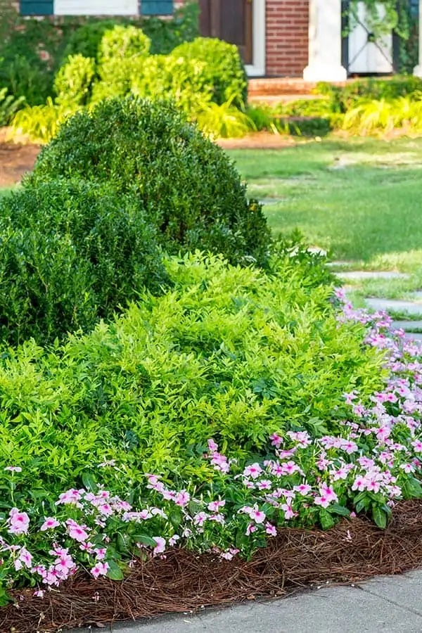 Lemon-Lime Nandina