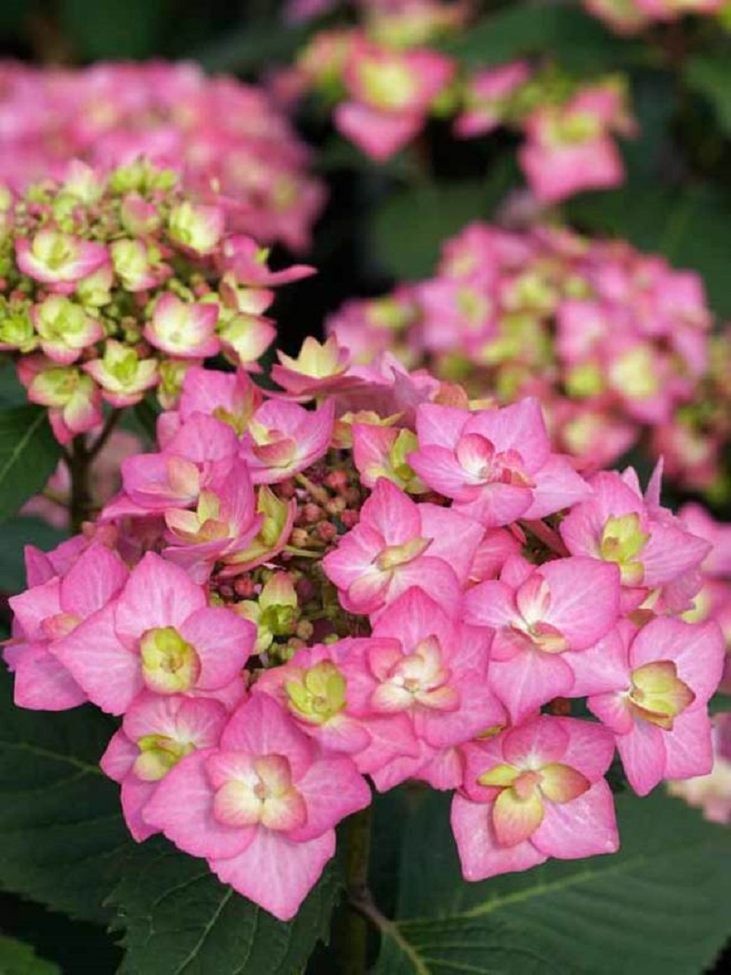 Let's Dance Can Do! Hydrangea - Click Image to Close