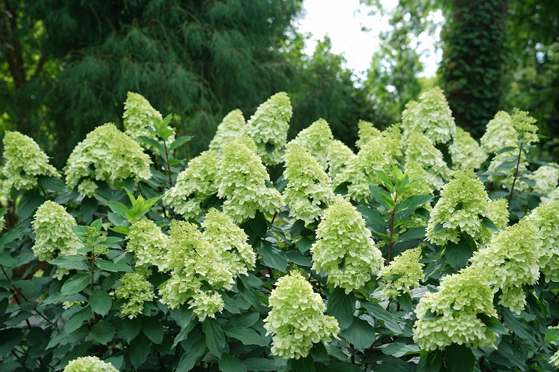 Limelight Hydrangea - Click Image to Close