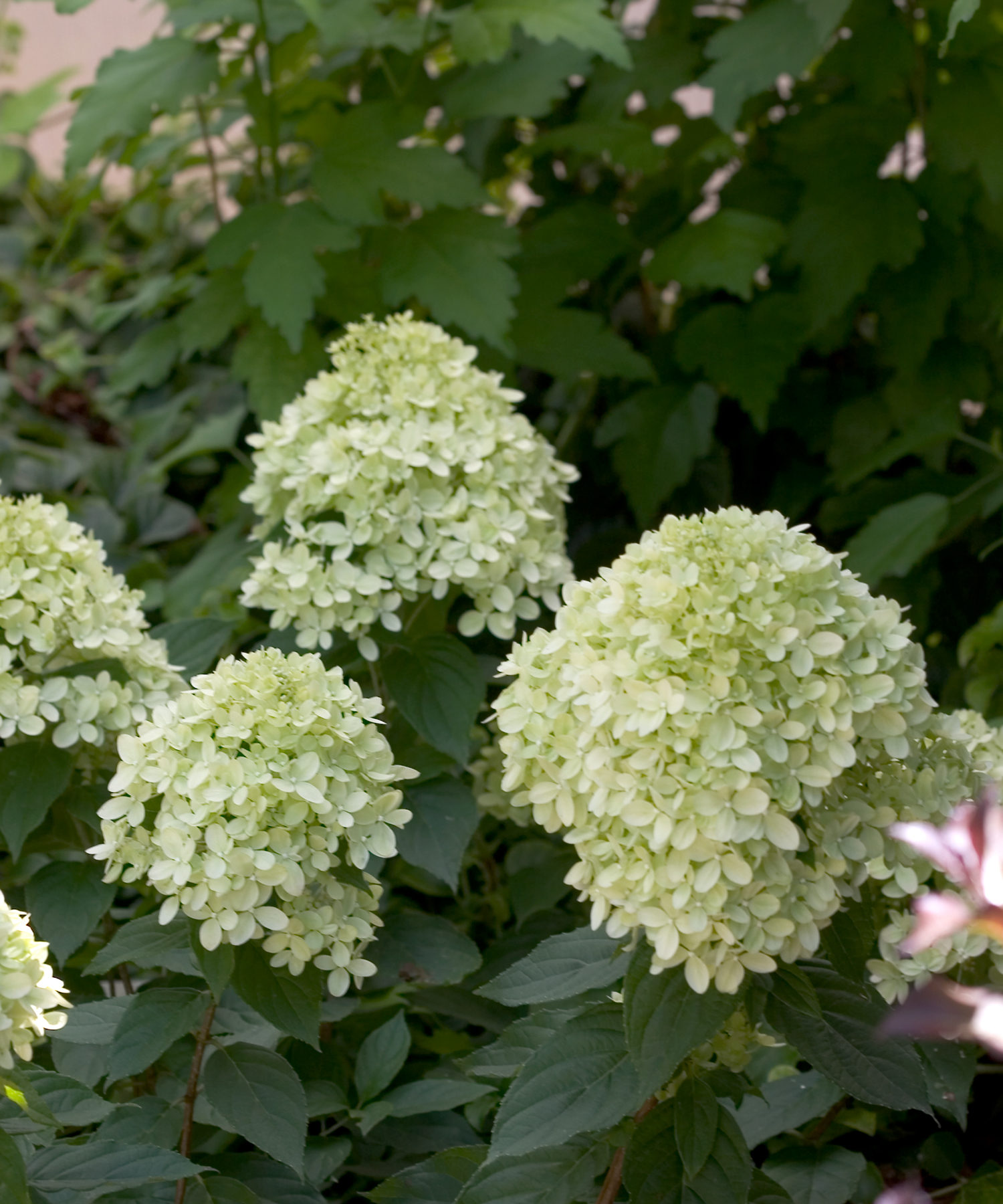'Little Lime' Hydrangea - Click Image to Close