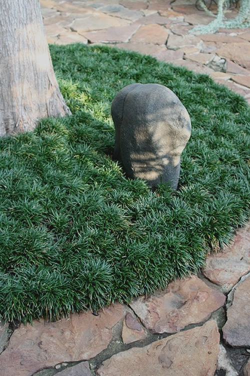 Dwarf Mondo Grass - Click Image to Close