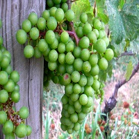 'Niagra' Grape Vine - Click Image to Close