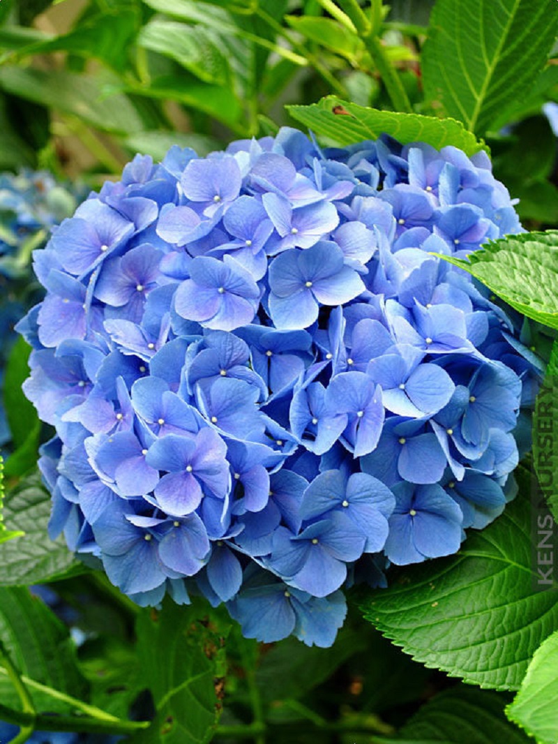 'Nikko Blue' Hydrangea - Click Image to Close