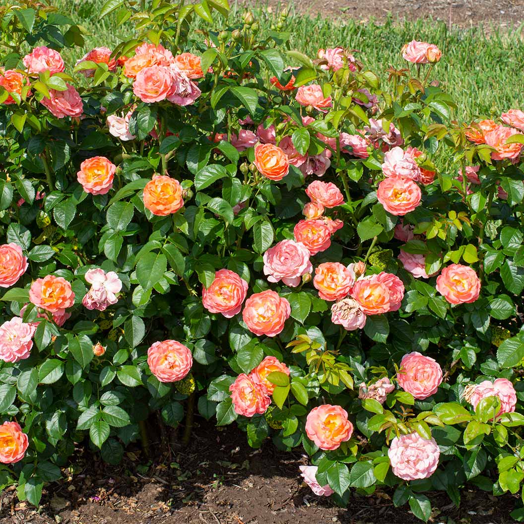 Orange Glow Knockout Rose