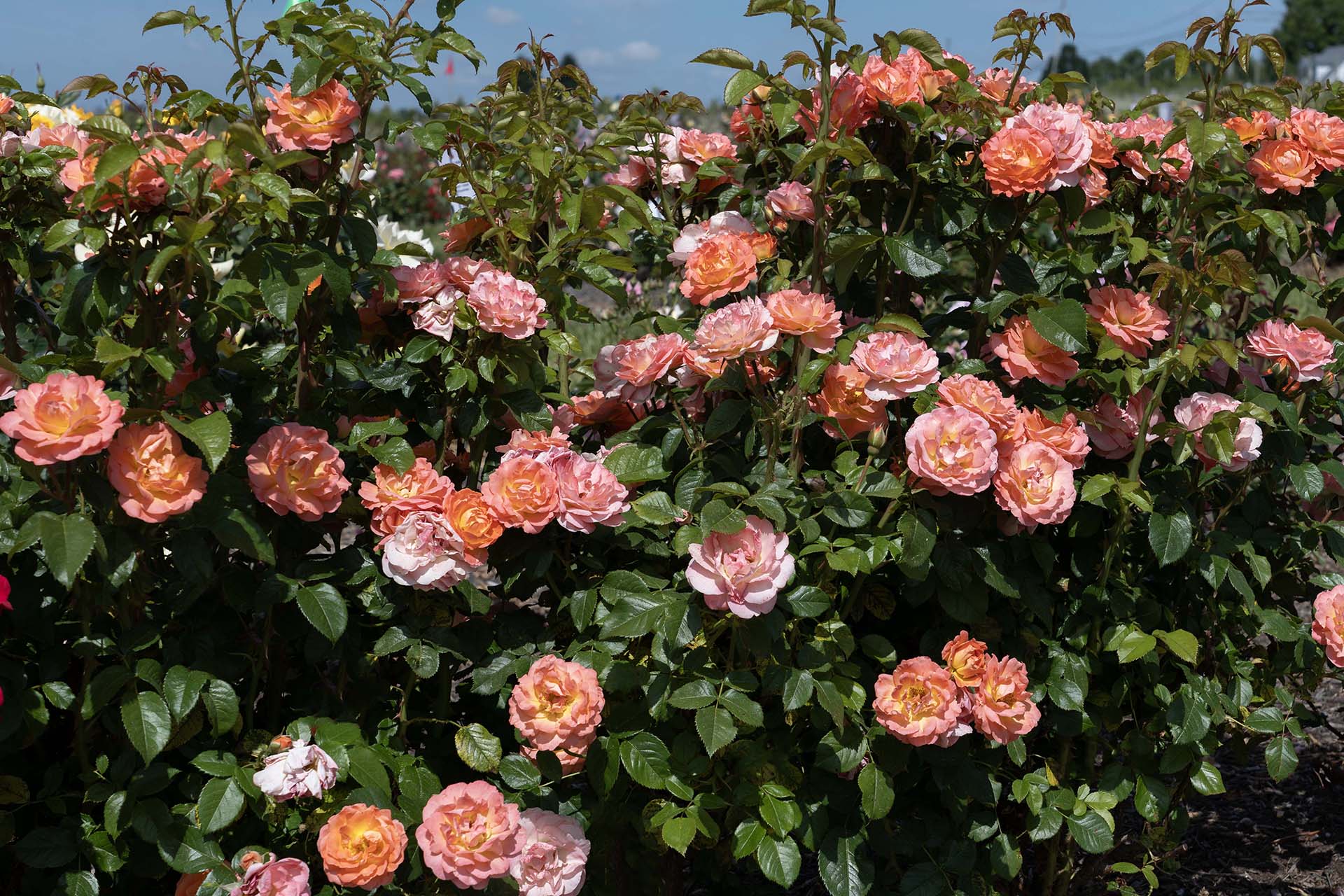 Orange Glow Knockout Rose