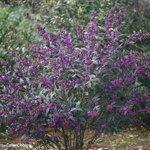 Pearl Glam Beautyberry