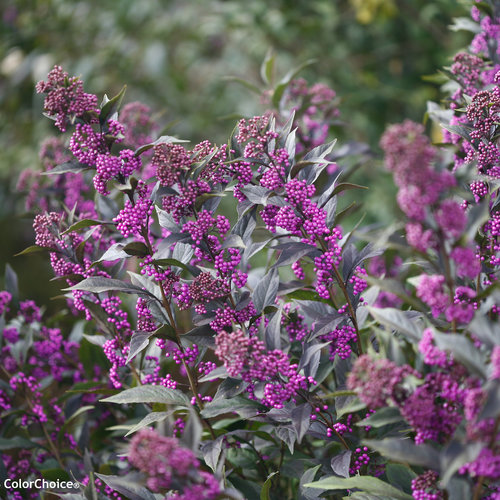 Pearl Glam Beautyberry