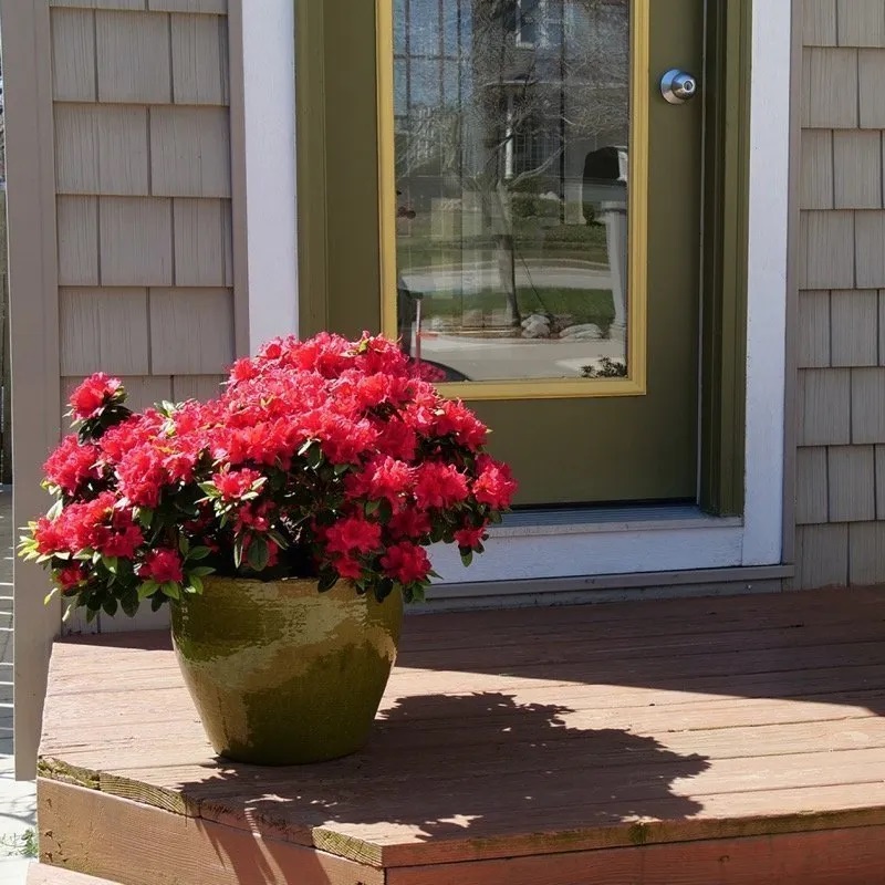 Perfecto Mundo Red Azalea