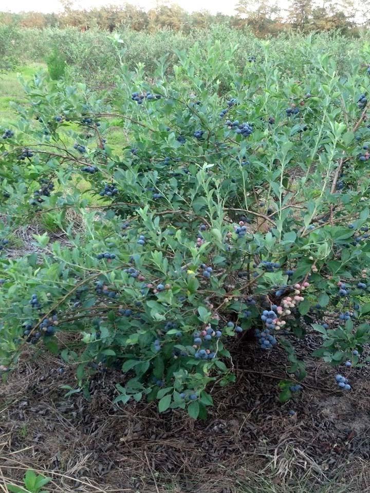 Powderblue Blueberry