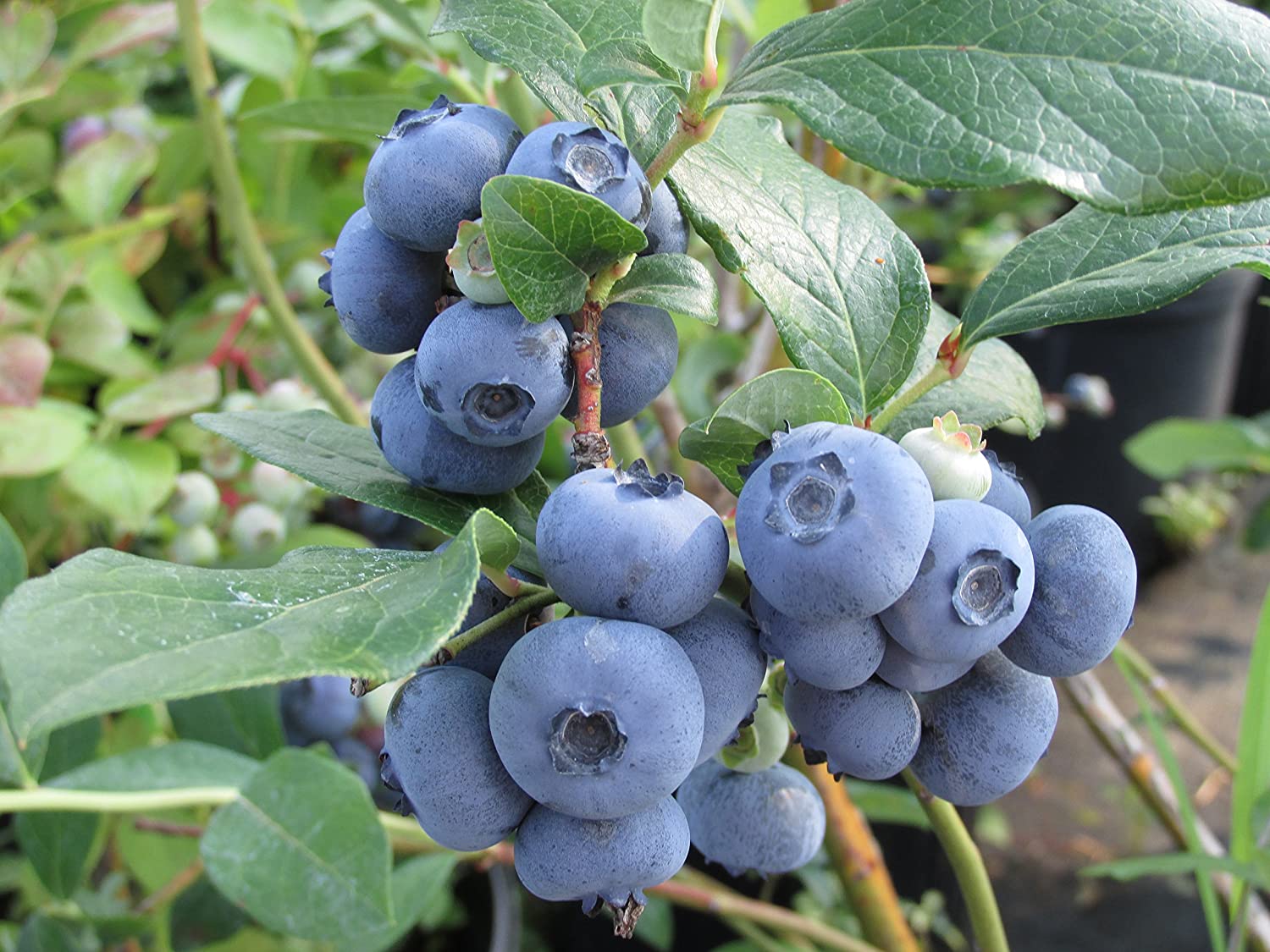 Powderblue Blueberry - Click Image to Close