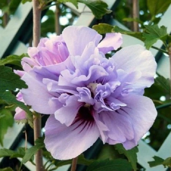 Purple Double Althea (Rose of Sharon)