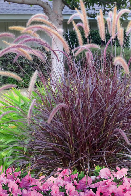 Purple Fountain Grass - Click Image to Close