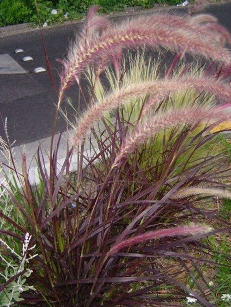 Purple Fountain Grass - Click Image to Close