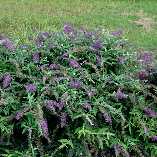 Lo & Behold 'Purple Haze' Butterfly Bush