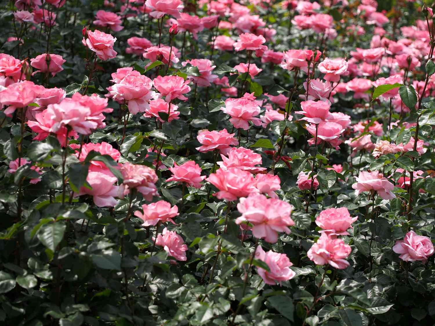 Queen Elizabeth Rose