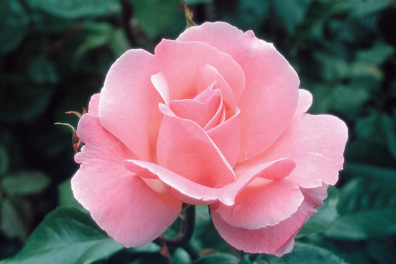 Queen Elizabeth Rose