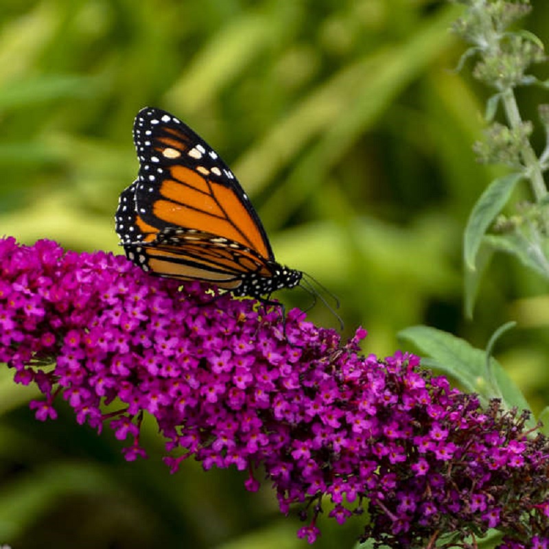 Queen of Hearts Dwarf Butterfly Bush - Click Image to Close