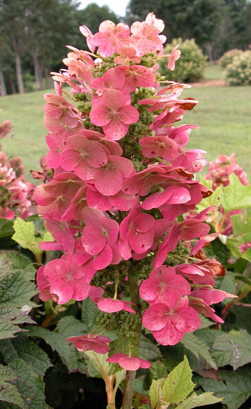'Ruby Slippers' Oakleaf Hydrangea - Click Image to Close