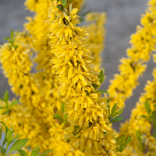 Show Off Forsythia