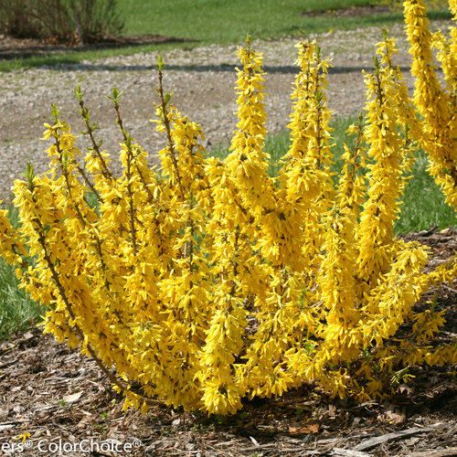 Show Off Sugar Baby Forsythia