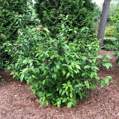 Simply Scentsational Sweetshrub