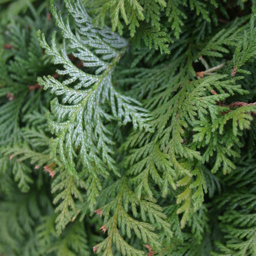 Soft Serve Green False Cypress