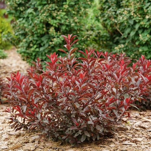 Stay Classy Purple Leaf Sand Cherry