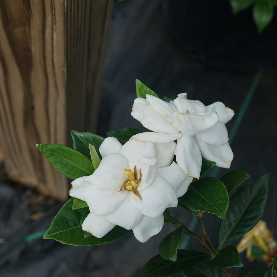 'Steady as She Goes' Gardenia - Click Image to Close