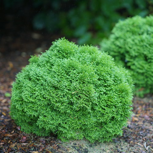 Tater Tot Arborvitae