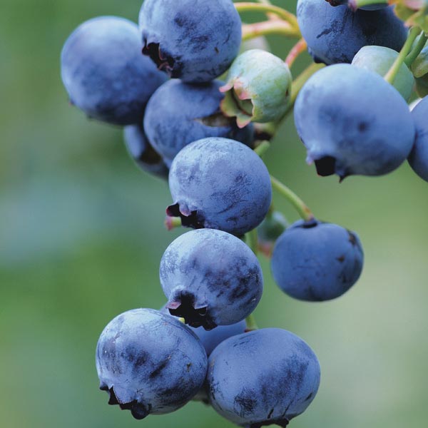 Tifblue Blueberry - Click Image to Close