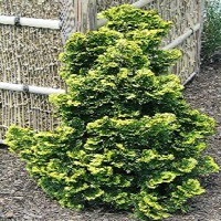 'Verdoni' Dwarf Hinoki False Cypress