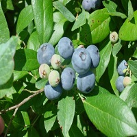 'Vernon' Blueberry