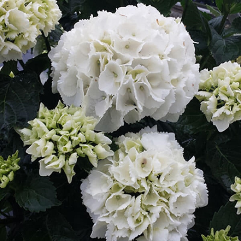 White Out Hydrangea - Click Image to Close