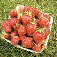 Strawberry Plants Allstar Variety - Click Image to Close