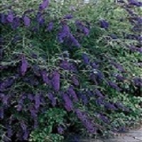 'Black Knight' Butterfly Bush - Click Image to Close