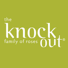 Knockout Roses