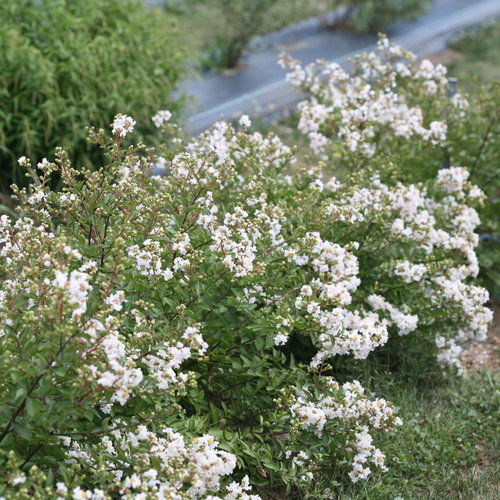 Infinitini White Crepemyrtle