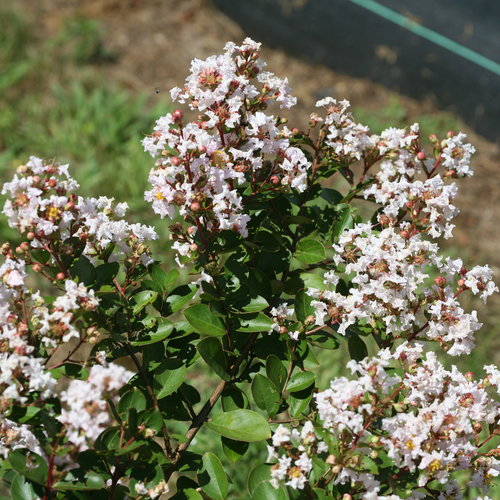 Infinitini White Crepemyrtle - Click Image to Close