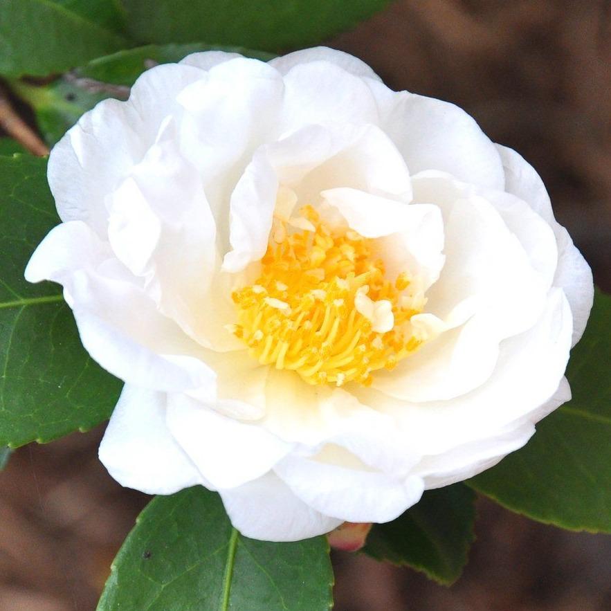 'Winter's Snowman' Camellia - Click Image to Close